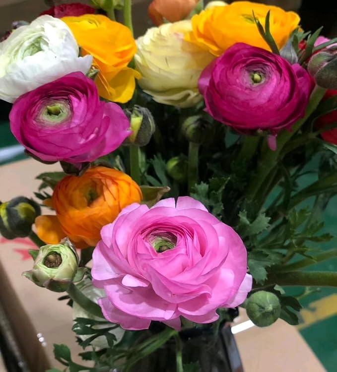 10pcs Peony Ranunculus Bulbs Mixed Corms Flower Bulb Garden Blooms Planting (Orange)