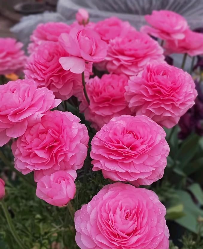 10pcs Peony Ranunculus Bulbs Mixed Corms Flower Bulb Garden Blooms Planting (Pink)