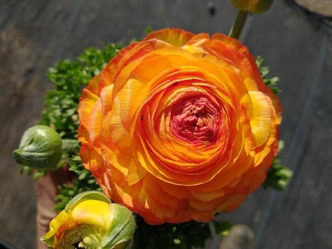 10pcs Peony Ranunculus Bulbs Mixed Corms Flower Bulb Garden Blooms Planting (Orange)