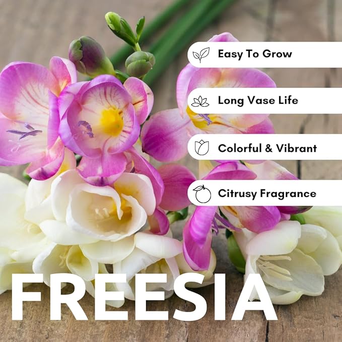 Freesia Mixed Colors Bulbs for Spring Planting - 10 Bulb Mix Pack - Large Healthy Bulbs - Great for Container or Outdoor Growing