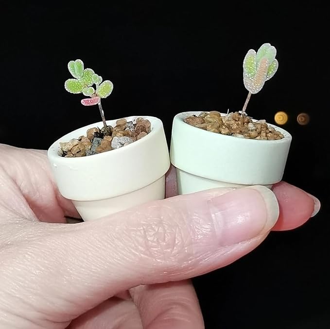 Mini Pastel Terracotta Pots for Micro Gardens – 30 Pack, 1.7” Tiny Breathable Clay Planters, Macaron Colors, for Moss, Fairy Gardens, Dollhouses, and Succulents (Pink, 1.7 Inch)