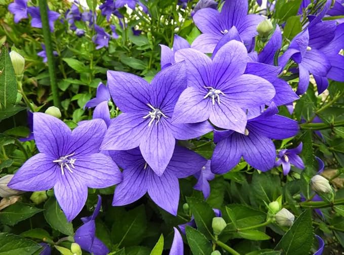 50PCS Balloon Flower Platycodon Grandiflorus Seeds Non-GMO Flower Seeds