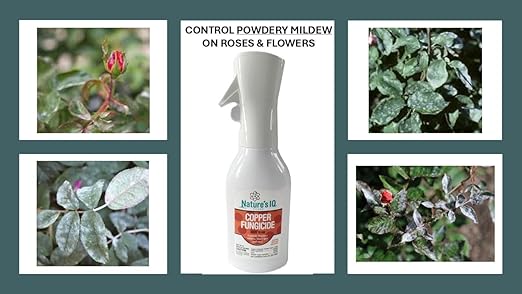 Nature's IQ Copper Fungicide. Innovative Spray Mist Technology. Controls powdery Mildew, Black spot, and Rust! for use on Roses, Flowers, ornamentals, Fruits and Vegetables. Ready-to-use 20 oz.