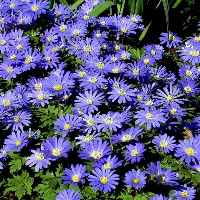 Votaniki Anemone Blanda Blue Shades Bulbs - Vibrant Blue Flowers with Fern Like Foliage, Anemone Blanda ‘Blue Shades’ (Grecian Windflower) | Spring Blooming Perennial - Easy to Grow (50 Pack)