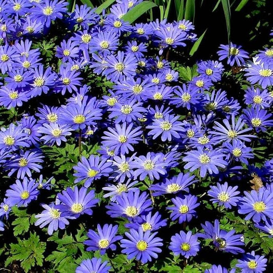 Votaniki Anemone Blanda Blue Shades Bulbs - Vibrant Blue Flowers with Fern Like Foliage, Anemone Blanda ‘Blue Shades’ (Grecian Windflower) | Spring Blooming Perennial - Easy to Grow (12 Pack)