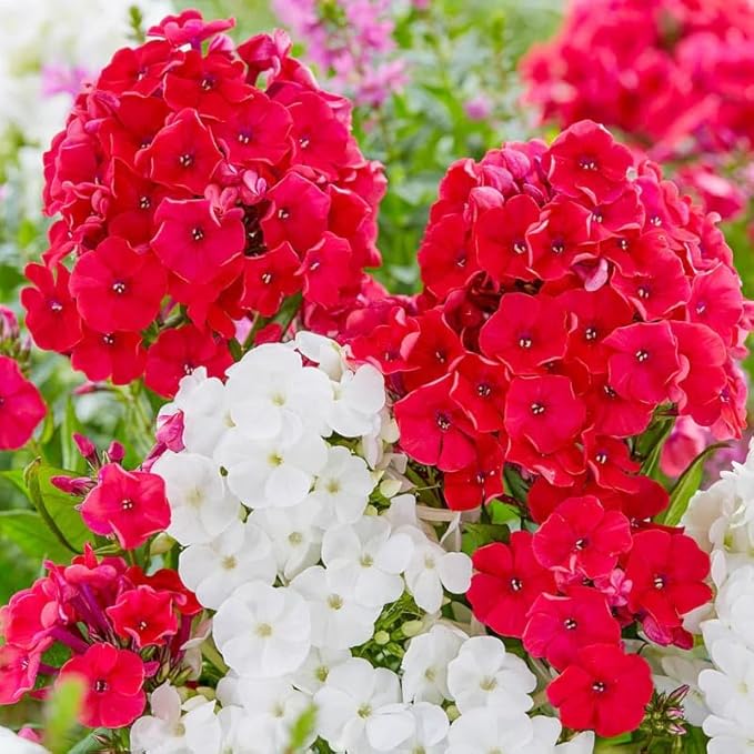 1000+ Phlox Seeds for Planting Mixed Color - Phlox Creeping Perennial Ground Cover - Annual Flower Seeds for Home and Garden