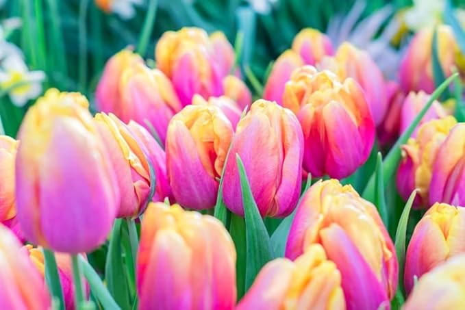 Pre-Chilled Tulip Bulbs – Set of 4 Bulbs | Ready to Force Indoors or Plant Outdoors (Pink Tulips)