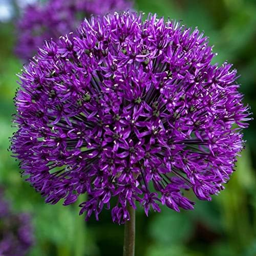 5 Dark Purple Allium Bulbs - Blooming Onion, Perennial Garden Flower - Fall Bulbs That Make Giant Round Purple Flowers