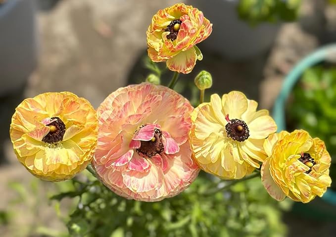 10pcs Peony Ranunculus Bulbs Mixed Corms Flower Bulb Garden Blooms Planting (Mixed)