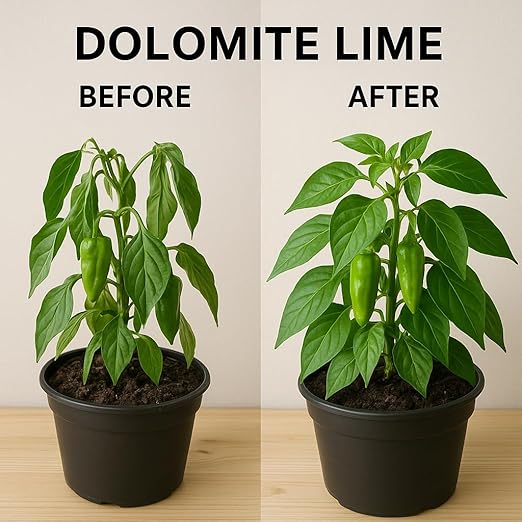 E & LAY PROFESSIONAL NUTRIENTS Dolomite Lime Powder (1lb 2oz)