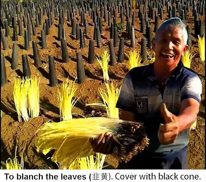 2026 Early Bird-Garlic Chive Seeds for Planting. Heirloom,Non-GMO.Vegetable Seeds for Planting, Herb Seed for Home Herb Garden or Indoor Garden,Hydroponic Pods Plant Seeds-韭菜Chinese Chive Seed,1g