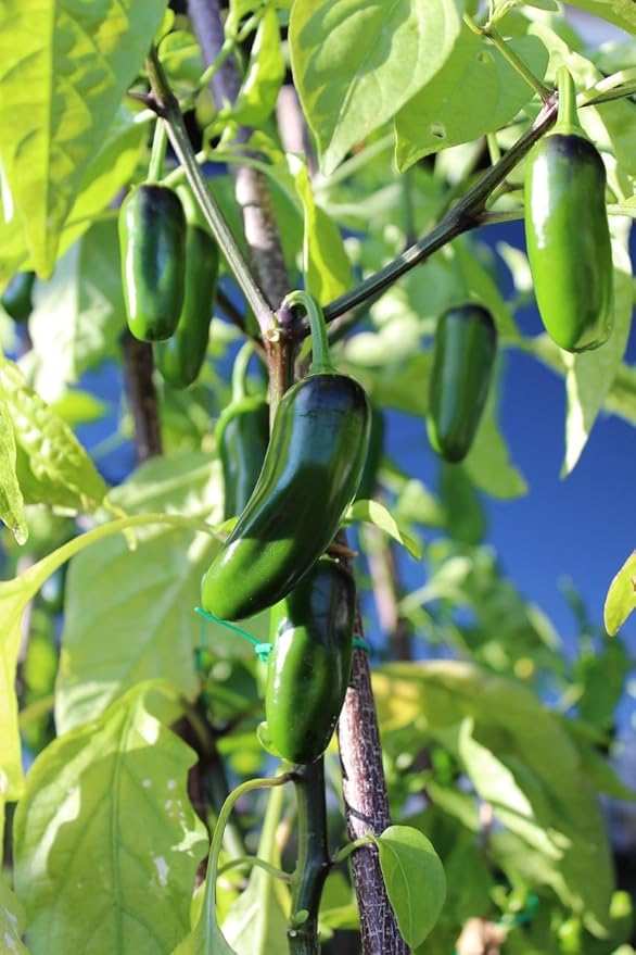 Vegetable, Flower, and Herb Seed Set - 10 Varieties of Non-GMO and Heirloom Premium Seeds for Planting - Beefsteak Tomato, Jalapeno, Spinach, & More!