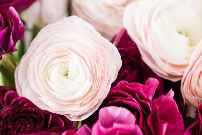 6 Mixed Color Ranunculus Bulbs for Planting, Assorted Pastel Double Buttercups, Spring or Fall Planting Bulbs for Vibrant Garden Blooms, Borders & Cut Flower Garden, Rose Bulb Wedding Flower Bulbs