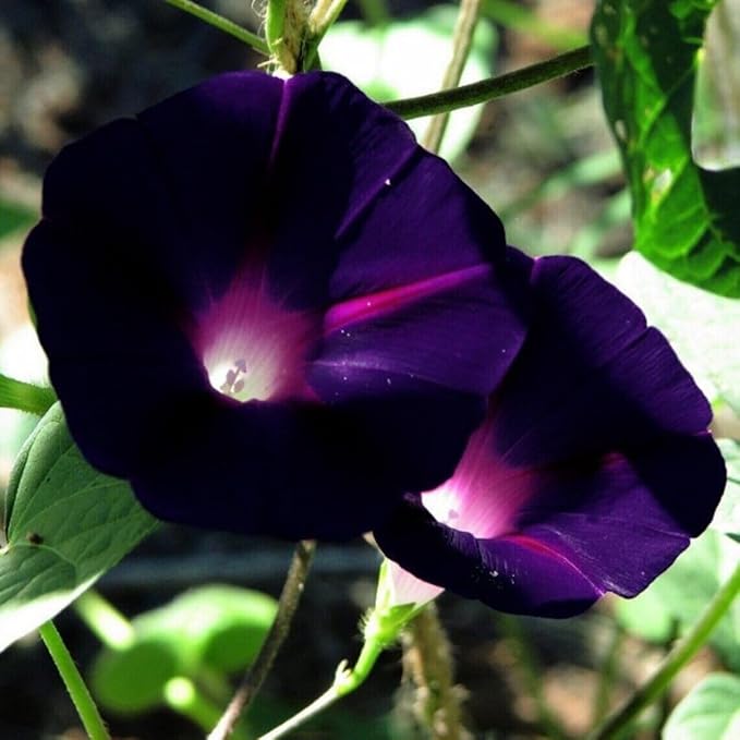 50+ Dark Red Morning Glory Seeds Climbing Vine Flowers Garden Planting