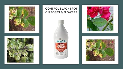 Nature's IQ Copper Fungicide. Controls powdery Mildew, Black spot, and Rust! for use on Roses, Flowers, ornamentals, Fruits, Vegetables, and lawns. 2-16oz Bottles(Twin Pack)