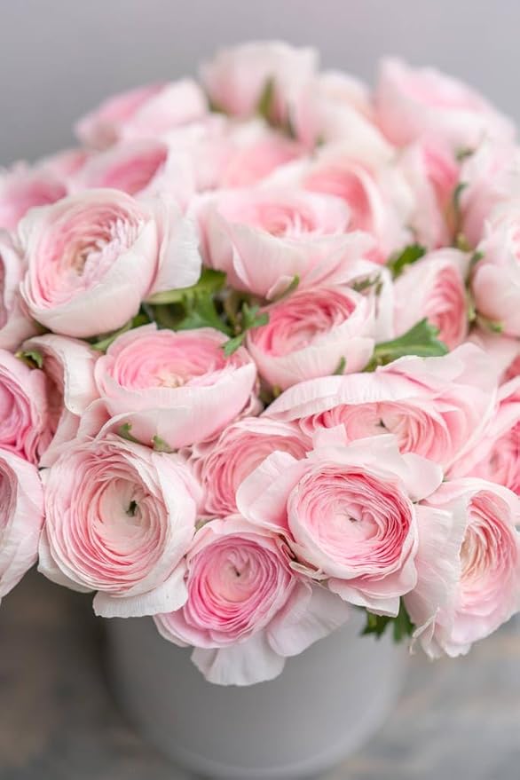 6 Mixed Color Ranunculus Bulbs for Planting, Assorted Pastel Double Buttercups, Spring or Fall Planting Bulbs for Vibrant Garden Blooms, Borders & Cut Flower Garden, Rose Bulb Wedding Flower Bulbs