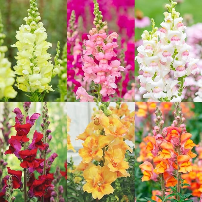 100+Mix Snapdragon Flower Seeds for Planting Outdoor-Growing Snapdragons in Your Cut Flower Garden
