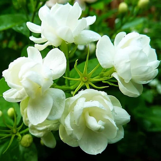 50 Pcs Jasmin Seeds for Planting Fragrant Flower Seeds for Home Garden Decor