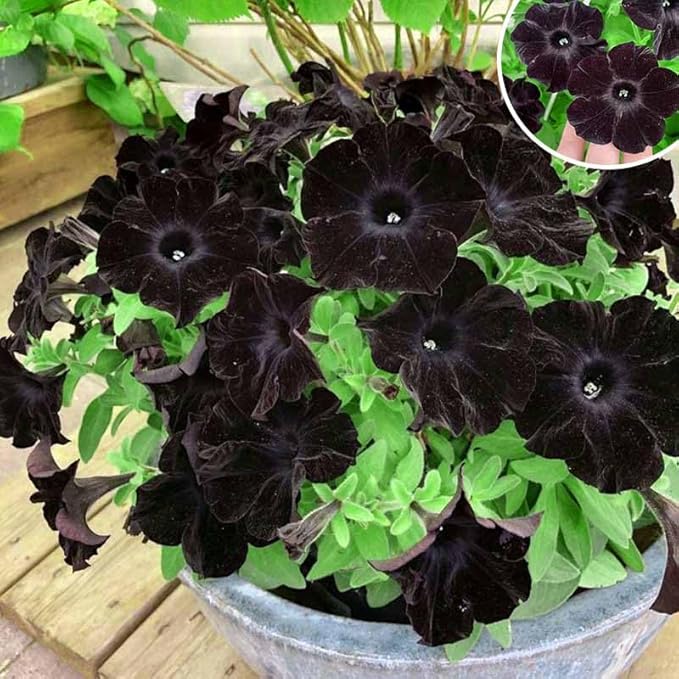300+ Draw Black Velvet Petunia Flower Seeds for Planting - Heirloom Rare Petunia Flower Seeds for Home Garden