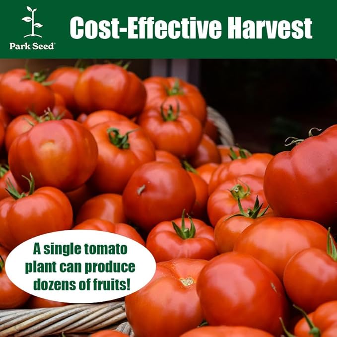Park Seed Variety of Tomato Seeds, Planting Vegetables, Easy to Grow, Non-GMO, Perfect for Harvesting, Celebrity Plus Hybrid, Pack of 30