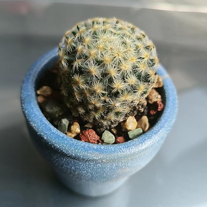 YISZM Succulent Cactus Soil Potting Mix Horticultural Lava Rocks Bonsai Soil for Indoor Plants Drainage Volcanic Rock for Terrarium Gardening Top Dressing 2lb