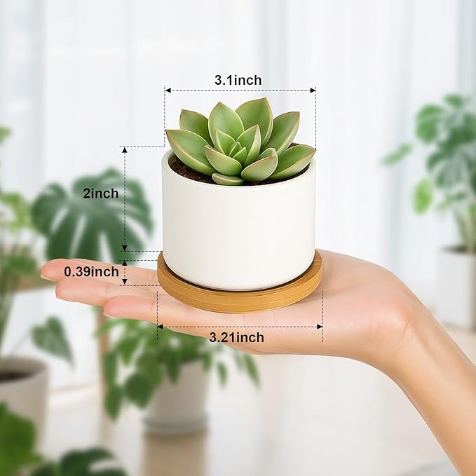 ZOUTOG Succulent Pots 3.1 Inch,Succulent Planters 12 Pack,Small Pots for Plants with Drainage and Tray,White Ceramic Flower Planters for Indoor Plants,Home,Office,Desk