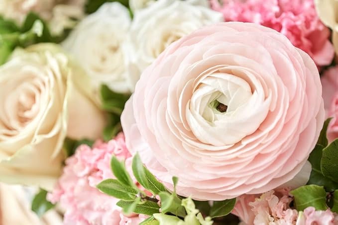 6 Mixed Color Ranunculus Bulbs for Planting, Assorted Pastel Double Buttercups, Spring or Fall Planting Bulbs for Vibrant Garden Blooms, Borders & Cut Flower Garden, Rose Bulb Wedding Flower Bulbs