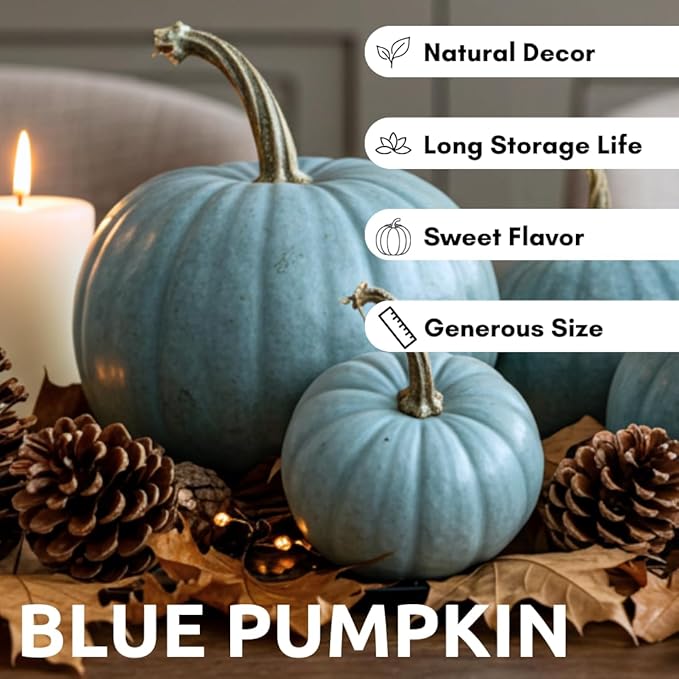Exotic Blue Pumpkin Seeds | 20 Seeds Packet | Blue Jarrahdale Pumpkin Seeds