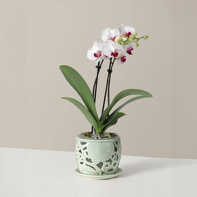 HERDUK Ceramic Orchid Pot, Orchid Pots with Drainage Holes & Saucer 6.5 Inch,Orchid Pot for Repotting Indoor, Orchid Containers with Precise Aeration & Drainage Sky Blue