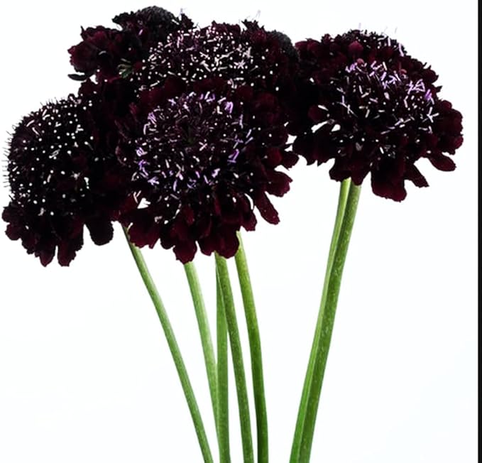 Double Purple Scabiosa Seeds - 100 Pcs Perennial Pincushion Flower Seeds