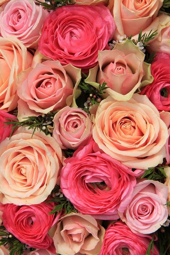 6 Mixed Color Ranunculus Bulbs for Planting, Assorted Pastel Double Buttercups, Spring or Fall Planting Bulbs for Vibrant Garden Blooms, Borders & Cut Flower Garden, Rose Bulb Wedding Flower Bulbs