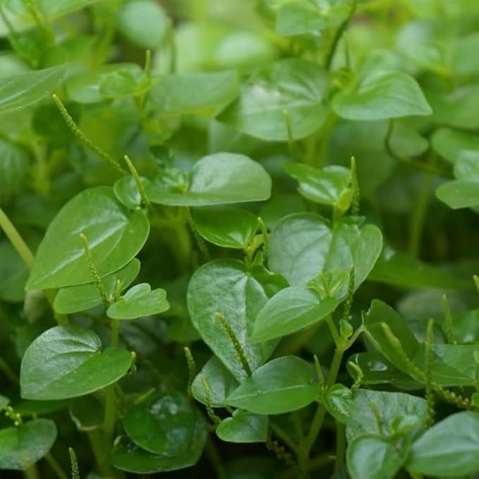 5000+ Crab Claw Herb Seeds Vegetable Seeds Organic Non-GMO Seeds Shiny Bush Plant High Germination Rate