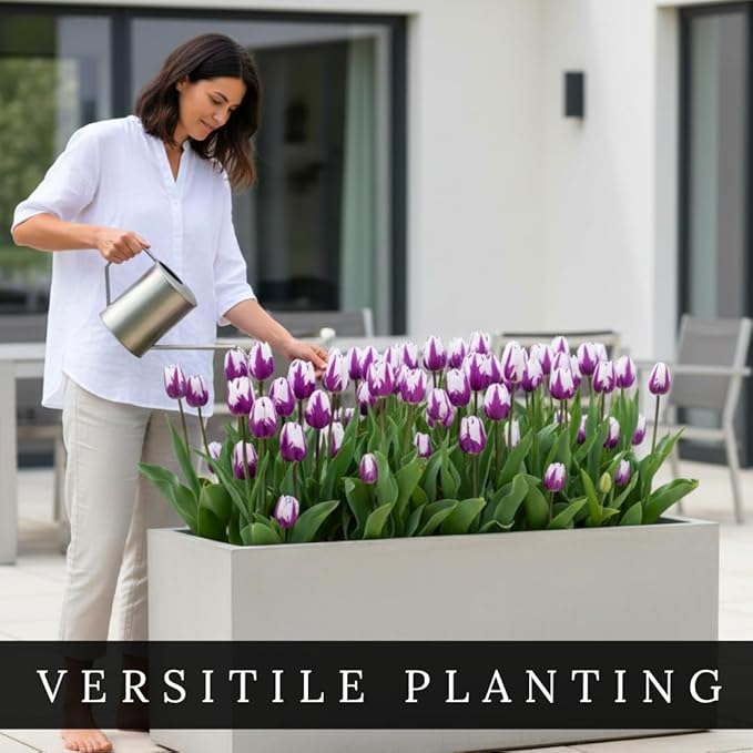 Pre-Chilled Purple Flaming Flag Tulip Bulbs – Set of 4 - Force Indoors in Winter or Plant Outdoors | Cheerful Winter Flowers - Early Spring Blooms, Vibrant Purple Flowers, Holiday Gift for Gardeners