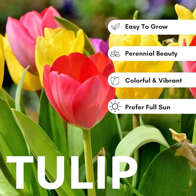 Mixed Rainbow Tulip Bulbs for Planting (10 Bulbs) - Huge Bulbs for Colorful Flowers - Grow Cheeful Rainbow Tulips - Multicolor Spring Flowers, Tall Statement Garden