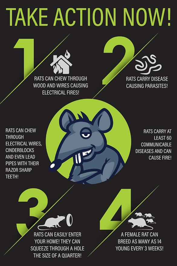 Rat Trap Six Pack - Powerful Reusable Traps for a Quick Kill Indoor or Out | Easy-Bait, Easy-Set Traps Catch Rats, Mice, Voles and Chipmunks Quickly Without Poison or Electricity