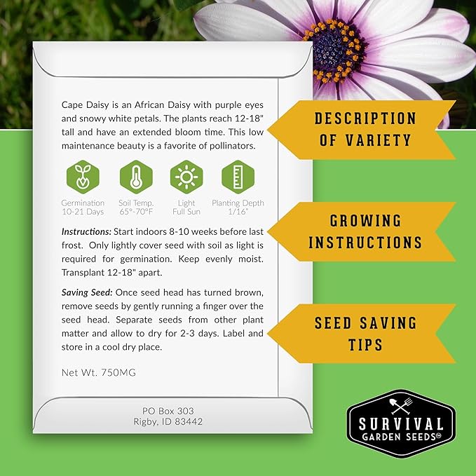 Cape Daisy Seeds for Planting - Osteospermum Ecklonis - White Petals with Purple Eyes, Long Blooming Annual to Tender Perennial Flower Variety - Survival Garden Seeds (3 Packs)