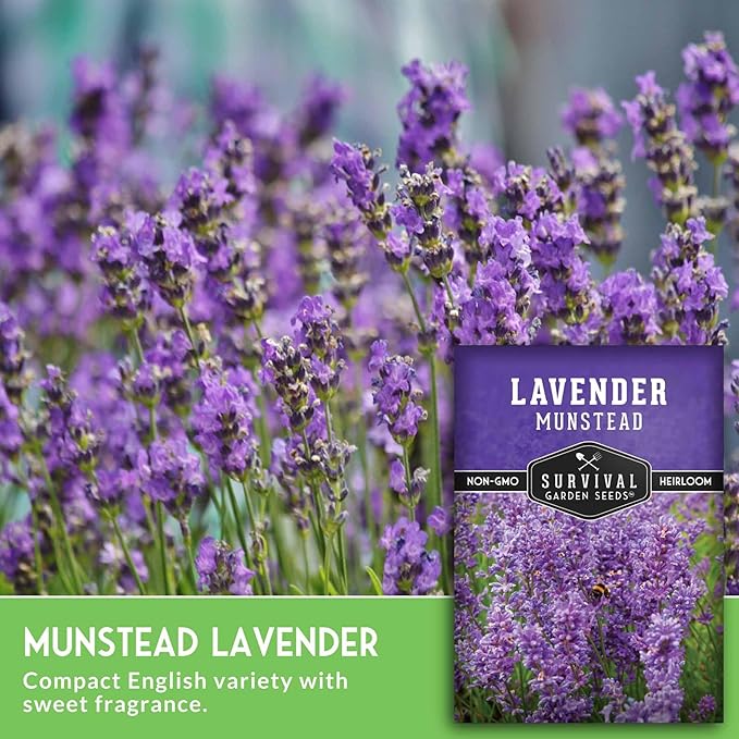 Munstead English Lavender Seeds for Planting – Compact Dwarf Hardy Perennial Herb for Indoor or Outdoor Gardens, Culinary & Fragrant Pollinator Flower - Survival Garden Seeds (2 Packs)