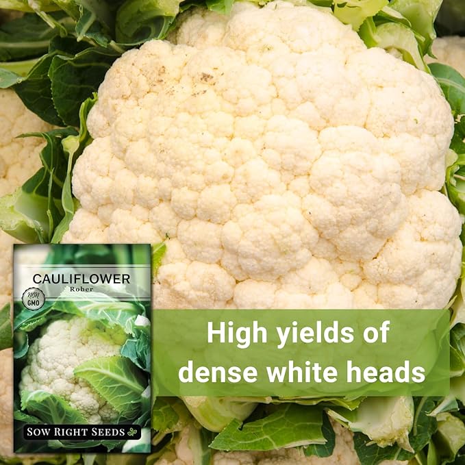 Sow Right Seeds - Rober Cauliflower Seeds for Planting - Non-GMO Heirloom Packet with Instructions to Plant & Grow an Outdoor Home Vegetable Garden - Climate Adaptable with Large Heads (1)