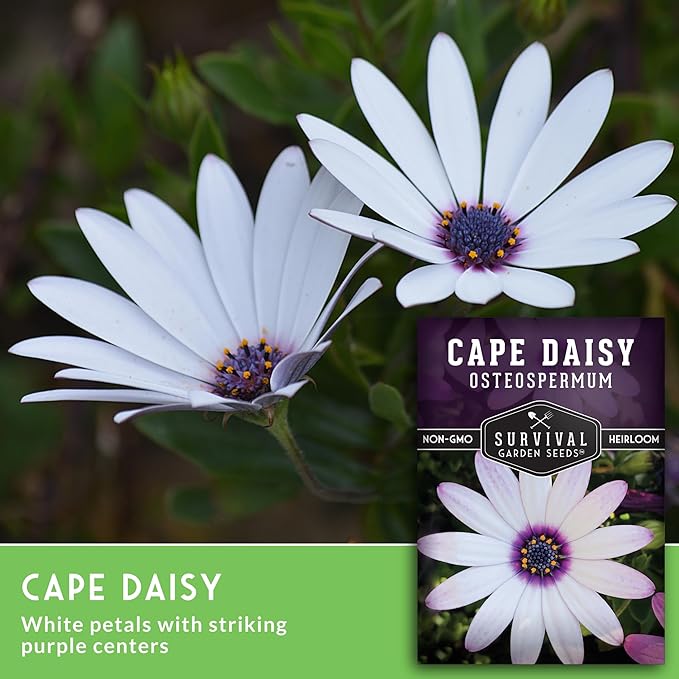 Cape Daisy Seeds for Planting - Osteospermum Ecklonis - White Petals with Purple Eyes, Long Blooming Annual to Tender Perennial Flower Variety - Survival Garden Seeds (5 Packs)