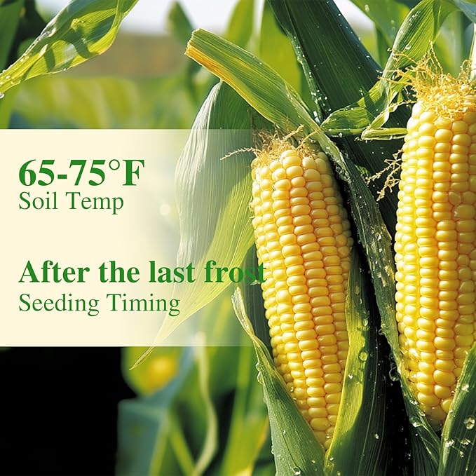 Golden Bantam Corn Seeds, 100 Non-GMO Heirloom Vegetable Seeds, High Germination Sweet Corn Seed for Outdoor Home Garden (Zea mays)