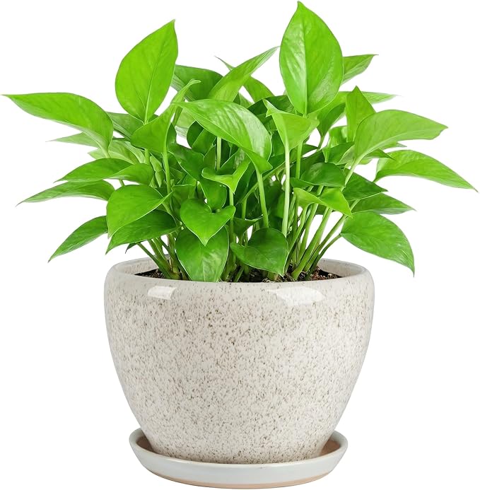 8.3 Inch Ceramic Planter with Saucer Leak-Proof Mesh &Drainage, Round Plant Pot with Gardening Gloves for Indoor Outdoor Plants