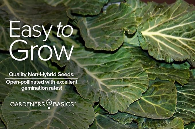 Gardeners Basics, Collard Greens Seeds for Planting - Georgia Southern Non-GMO Vegetable Variety- 1 Gram Seeds Great for Summer, Fall and Winter Gardens