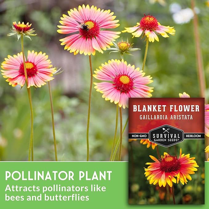 Blanket Flower Seeds for Planting - Perennial Gaillardia Aristata Firewheel Wildflower, Drought Tolerant Native Flower Seeds - Survival Garden Seeds (2 Packs)