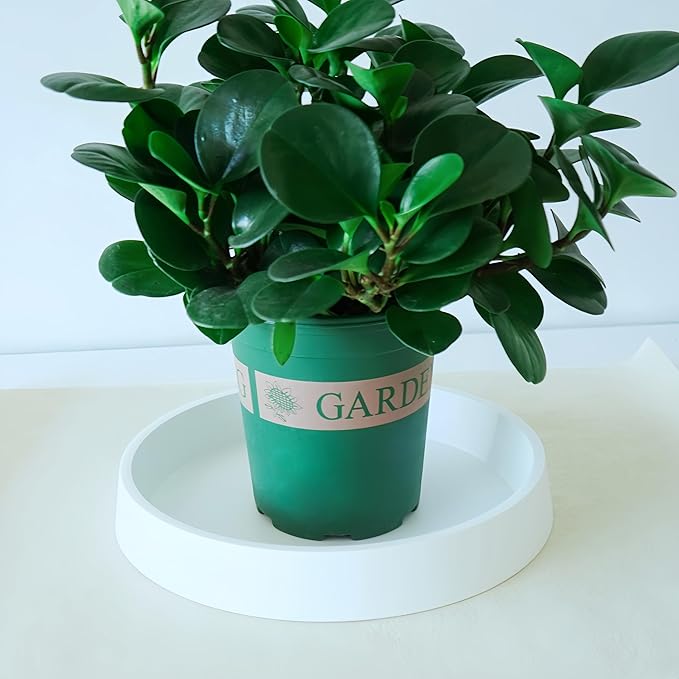 1 Pack Plant Saucer Tray for Ceramic Plastic Pots, 6 inch Plant Saucers for Indoors, Pot Saucers Trays, Flower Planter Water Drip Trays for Pots Base (6", White)
