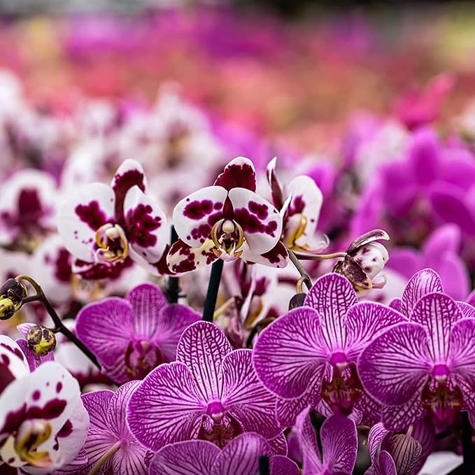Doter All Purpose Orchid Soil Potting Mix - Orchid Bark & Organic Perlite for Plants - All Natural Potting Soil Media Has Good Drainage for Planting or Orchid Repotting (2 qt)