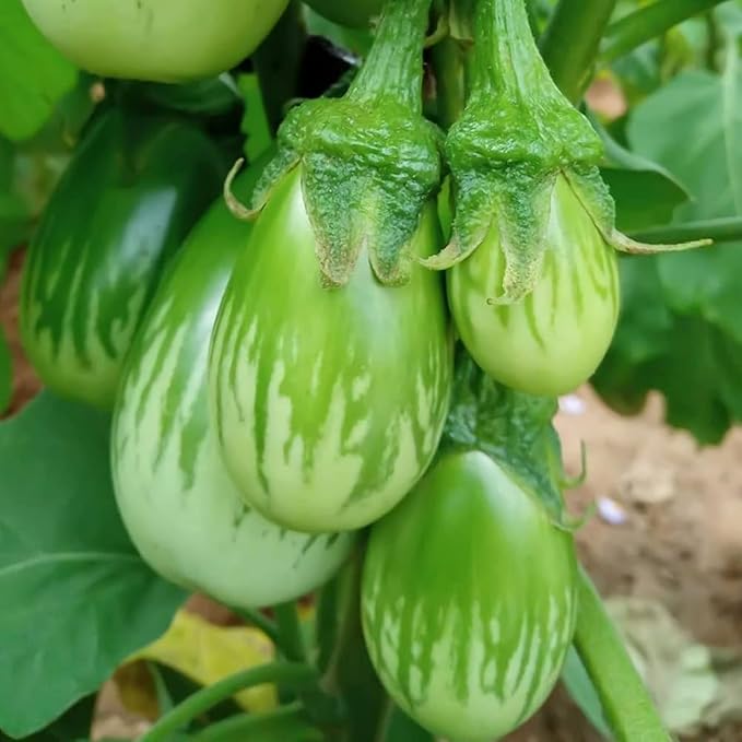 30+ Round Green Eggplant Seeds - Fast-Growing Tasty Tropical Exotic Asian Vegetable for Garden Home Outdoor