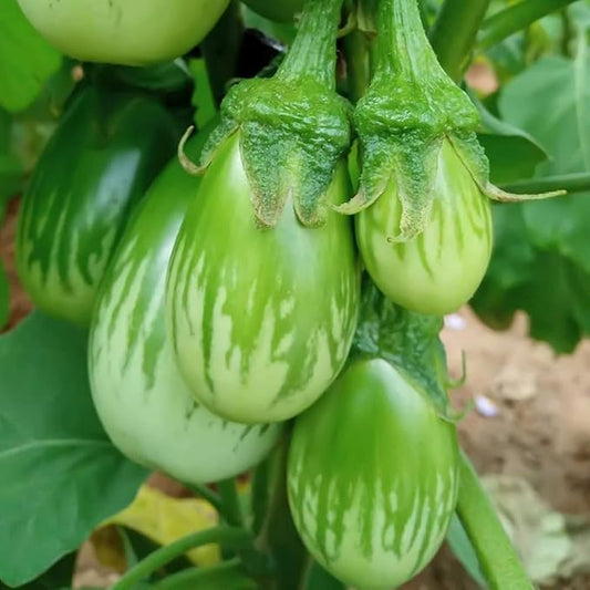 30+ Round Green Eggplant Seeds - Fast-Growing Tasty Tropical Exotic Asian Vegetable for Garden Home Outdoor