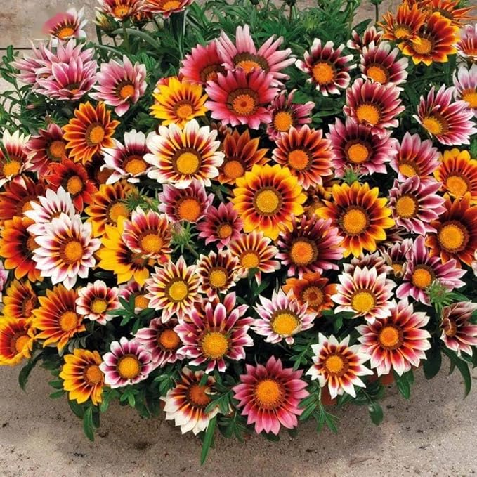 Gazania Rigens Seeds: 300 PCS Premium Mix – Heat-Tolerant, Ornamental Flowers Long-Blooming Hardy Annual for Patio, Garden Landscaping & Rock Gardens