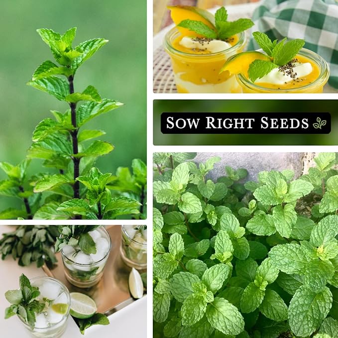Sow Right Seeds - Mint Seeds for Planting - Non GMO Heirloom Perennial Herb for Indoor or Outdoor Planting - Ideal for Kitchen Herb Garden - Perennial Growing Plants - Packet with Instructions (1)