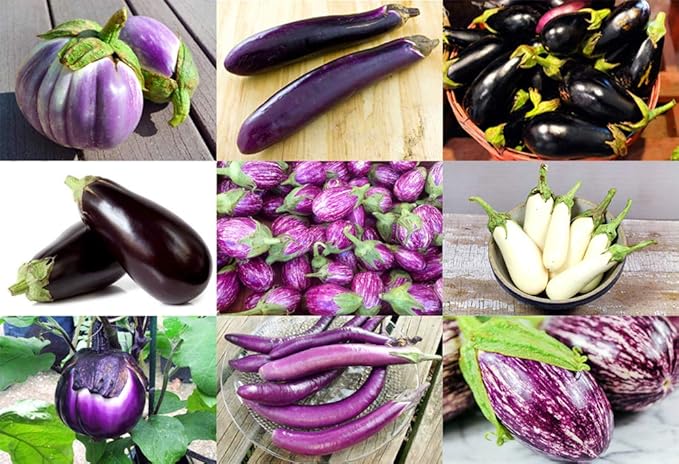 Please Read This is A Mix 30 Eggplant Mix Seeds 11 Varieties Heirloom Non-GMO Aubergine, Asian, European, Italian, White, Profilic, Super Delicious, from USA Solanum melongena